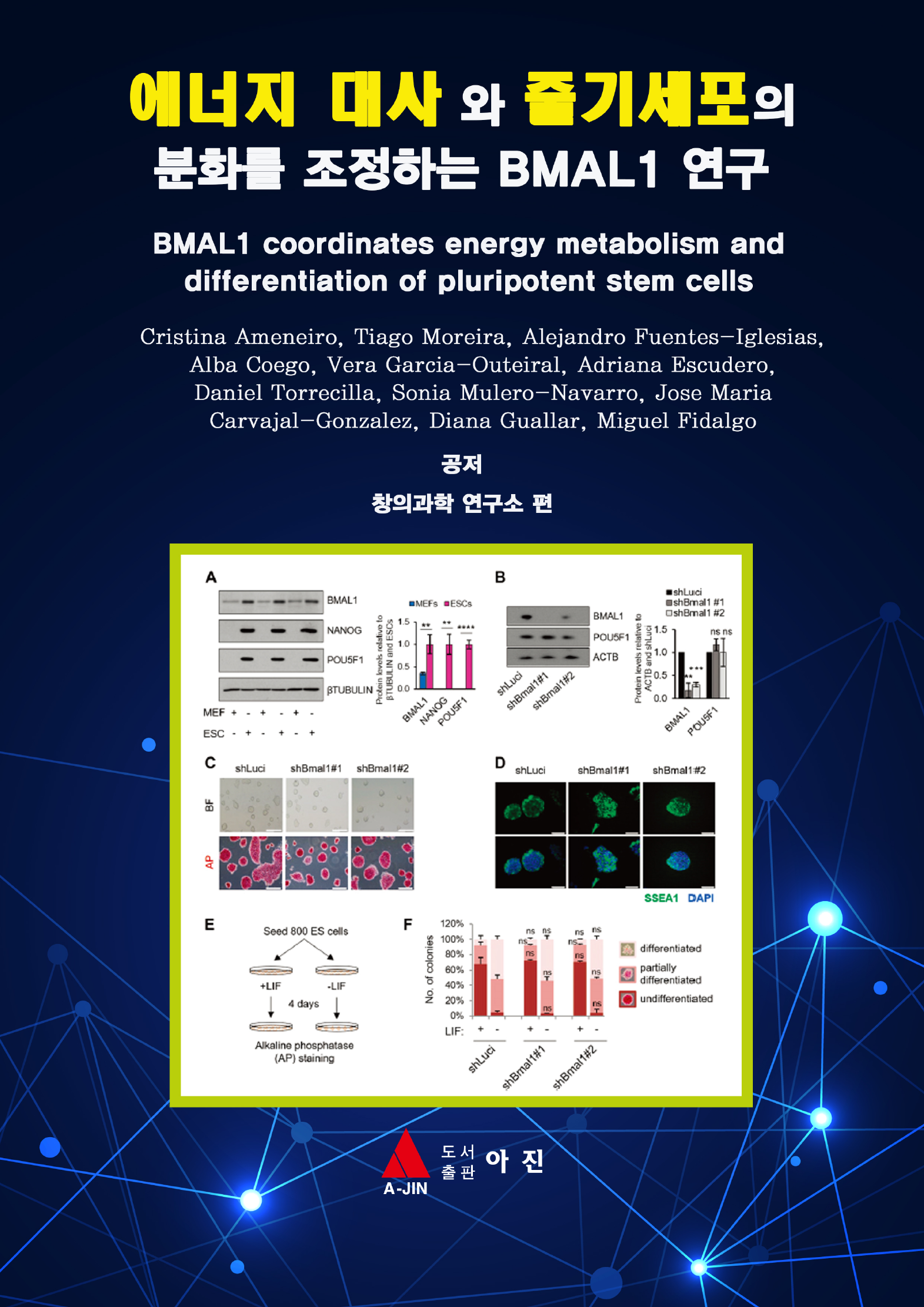 에너지 대사 와 줄기세포의 분화를 조정하는 BMAL1 연구
